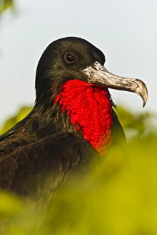 Genovesa Island Prints: Adult male great frigatebird (Fregata minor)