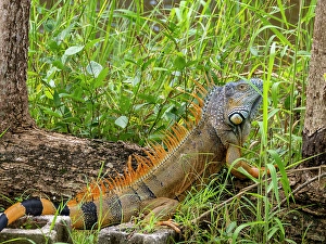 Mesoamerican Prints: Adult male green iguana (Iguana iguana), on New River near Lamanai, Belize