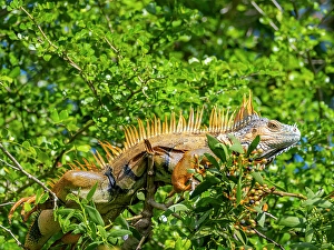 Adult male green iguana (Iguana iguana), on New River near Lamanai, Belize