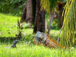 Scaling Prints: Adult male green iguana (Iguana iguana), on New River near Lamanai, Belize