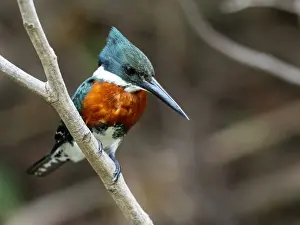 Pantanal Prints: Adult male green kingfisher (Chloroceryle americana)