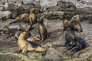 Marine Mammal Prints: Adult male Guadalupe fur seal (Arctocephalus townsendi) amongst California sea lions