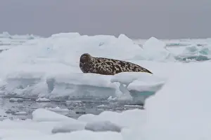 Oceanic Prints: Adult male hooded seal (Cystophora cristata) hauled out on pack-ice in seasof Denmark Strait
