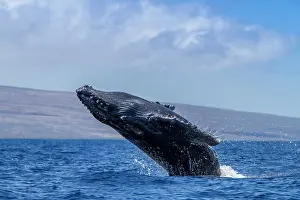 Large Prints: Adult male humpback whale breaches in the Pacific Ocean in Hawaii during its annual migration season