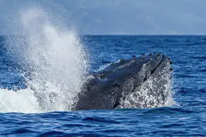 Large Prints: Adult male humpback whale breaching in the AuAu Channel in Hawaii during the Pacific Ocean season