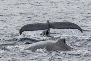 Marine Mammal Prints: Adult male humpback whales (Megaptera novaeangliae) compete for a female in esterus