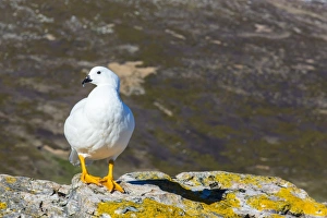 Geese Prints: Adult male kelp goose (Chloephaga hybrida)