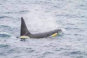 Mammals Prints: Adult male killer whale surfaces in the Drake Passage near Antarctica during feeding activity