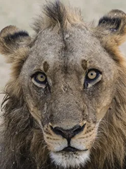 An adult male lion (Panthera leo), South Luangwa National Park, Zambia, Africa