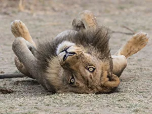 Zambia Prints: An adult male lion (Panthera leo), South Luangwa National Park, Zambia, Africa
