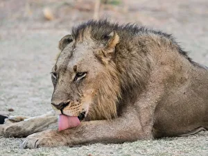 An adult male lion (Panthera leo), South Luangwa National Park, Zambia, Africa