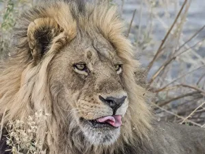 Mane Prints: Adult male lion (Panthera leo), in the Okavango Delta, Botswana, Africa