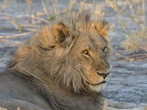Adult male lion (Panthera leo), in the Okavango Delta, Botswana, Africa