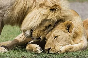 Adult male lion (Panthera leo) greeting his son, Serengeti National Park