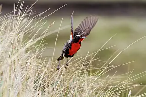 Observations Prints: Adult male long-tailed meadowlark (Sturnella loyca) in breeding plumage on New Island in the Falkland Islands