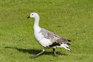 Feathers Prints: Adult male Magellan goose walks across grass in the Falkland Islands during daylight hours