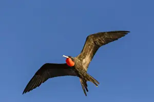 Action Prints: Adult male magnificent frigatebird (Fregata magnificens)