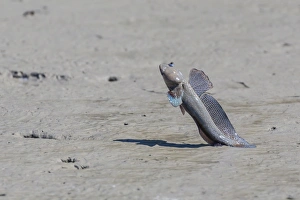 Kimberley Prints: An adult male mudskipper, subfamily Oxudercinae