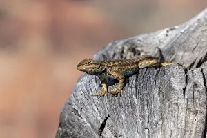 Adult male plateau fence lizard (Sceloporus tristichus)