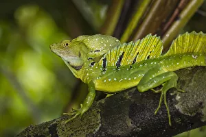 Male Animal Prints: An adult male plumed basilisk, Basiliscus plumifrons, CaA±o Chiquerra