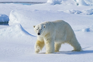 Resilience Prints: Adult male polar bear (Ursus maritimus)