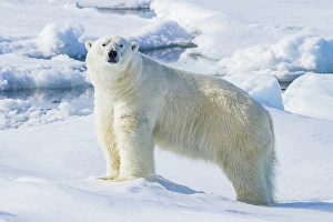 Ursus Prints: Adult male polar bear (Ursus maritimus)