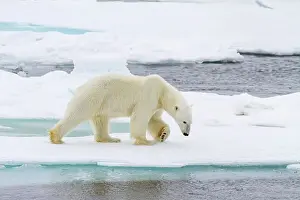 Seasonal Changes Prints: Adult male polar bear (Ursus maritimus) on multi-year ice floes in Franz Josef Land