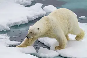 Seasonal Changes Prints: Adult male polar bear (Ursus maritimus) on multi-year ice floes in Franz Josef Land