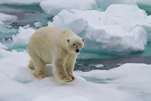Animal Kingdom Prints: Adult male polar bear (Ursus maritimus) on multi-year ice floes in Franz Josef Land