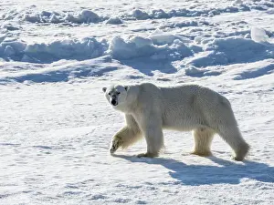 Storfjorden Prints: An adult male polar bear (Ursus maritimus) walking on the fast ice edge in Storfjorden