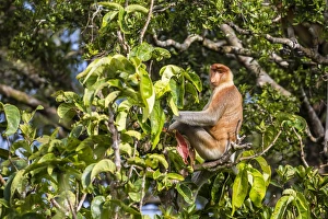 Borneo Prints: Adult male proboscis monkey (Nasalis larvatus)