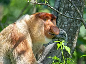 Portrait Prints: Adult male proboscis monkey showing head detail while resting in Labuk Bay