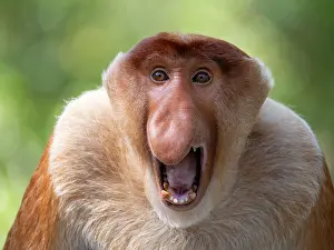 Sabah Prints: Adult male proboscis monkey shows head detail at sanctuary in Malaysia for visitors to observe natural behavior