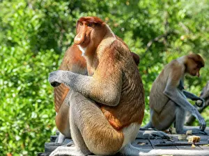 Primates Prints: Adult male proboscis monkeys feeding at Labuk Bay Proboscis Monkey Sanctuary in Sabah Malaysia during a warm sunny day