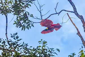 Tropical Climate Prints: An adult male red bird-of-paradise (Paradisaea rubra)