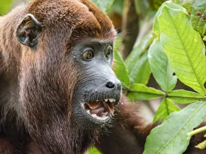 Male Animal Prints: Adult male red howler monkey (Alouatta seniculus), in the village of San Francisco