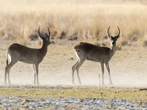 Antelope Prints: Adult male red lechwe (Kobus leche), in the dry season in the Okavango Delta, Botswana