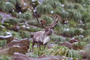 Georgia Prints: Adult male reindeer stands in snow-capped grassland in South Georgia during winter season before eradication efforts
