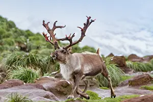 Mountainous Prints: Adult male reindeer walking on rocky terrain with grass in South Georgia during its natural habitat before eradication