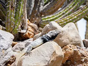 Reptiles Prints: Adult male San Esteban spiny-tailed iguana on rocky terrain in Baja California, Mexico