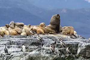 An adult male South American sea lion (Otaria flavescens)