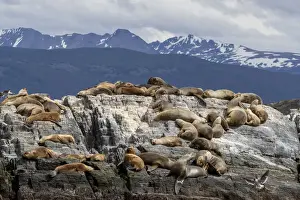 An adult male South American sea lion (Otaria flavescens)