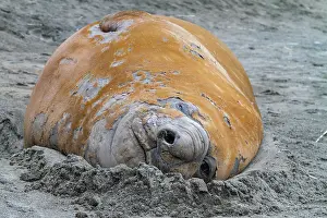 Loss Prints: Adult male southern elephant seal moulting on the beach at South Georgia in the Southern Ocean during the moulting