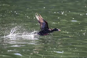 Taking Off Prints: Adult male surf scoter (Melanitta perspicillata) taking flight in Williams Cove