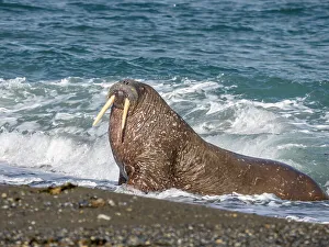 Tusk Gallery: Adult male walrus (Odobenus rosmarus) hauling out on the beach at Poolepynten, Svalbard, Norway