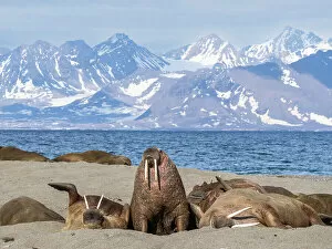 Tusk Gallery: Adult male walruses (Odobenus rosmarus) hauled out on the beach at Poolepynten, Svalbard, Norway