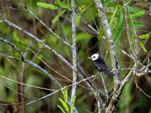Amazon Prints: Adult male white-headed marsh tyrant