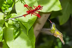 Adult male Xantuss hummingbird (Hylocharis xantusii), Todos Santos, Baja California Sur