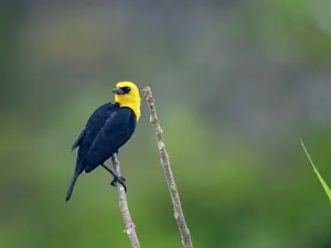 Ornithology Prints: Adult male yellow-hooded blackbird
