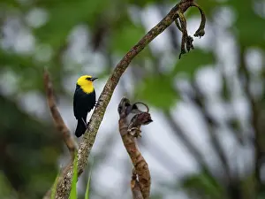 Beak Prints: Adult male yellow-hooded blackbird